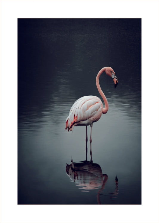 Flamingo i sjön