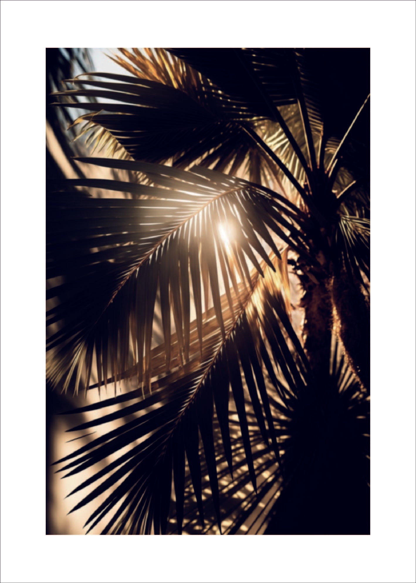 Palm med solljus